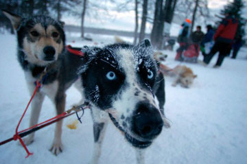 iditarod-jr.jpg