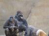 GORILLAS ARE SO LIKE HUMANS