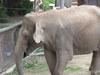 IS THIS AN ASIAN OR AFRICAN ELEPHANT?